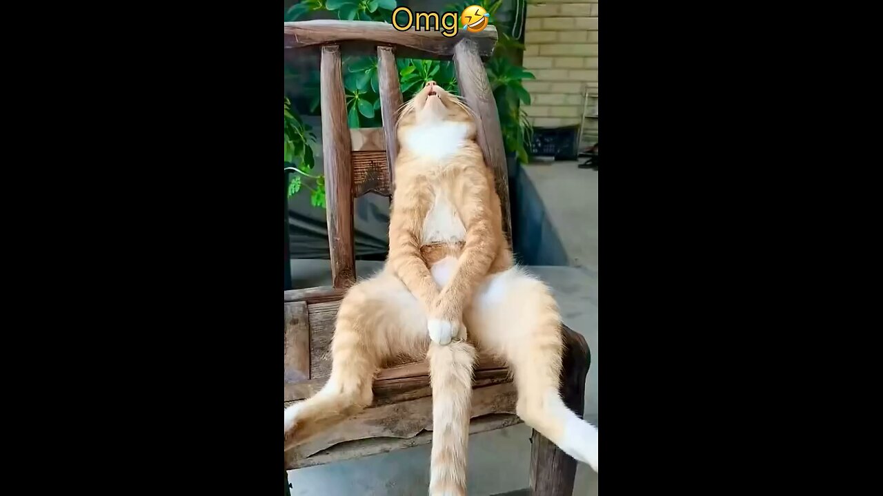 Cat snores like a Truck