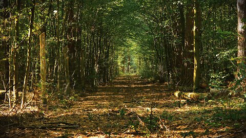 Forest Meditation: Peaceful Stillness Surrounded by Nature's Green Tunnel