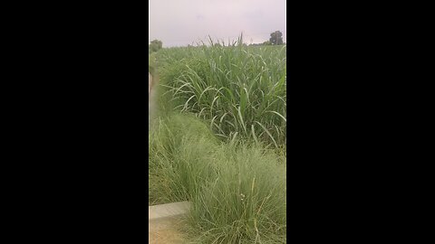 my village video