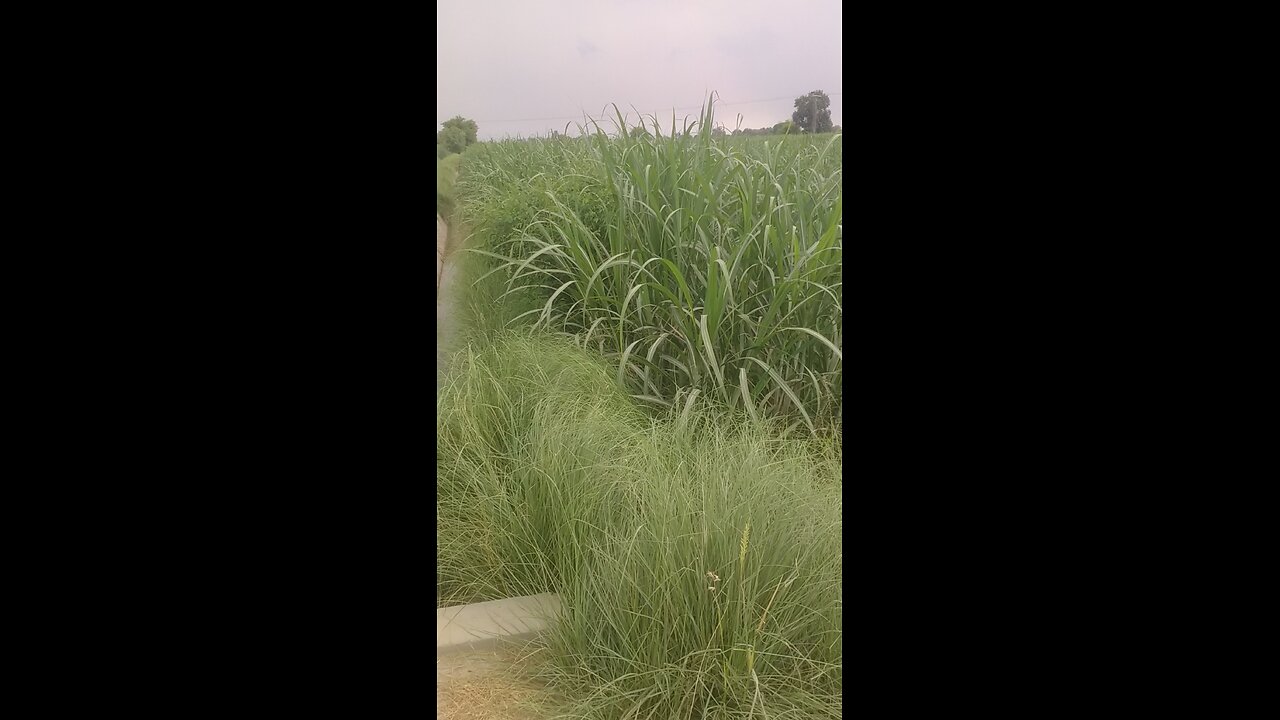 my village video
