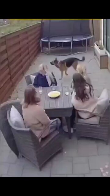 Guardian Angels With Fur & Four Legs 😇