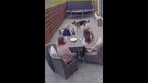 Guardian Angels With Fur & Four Legs 😇