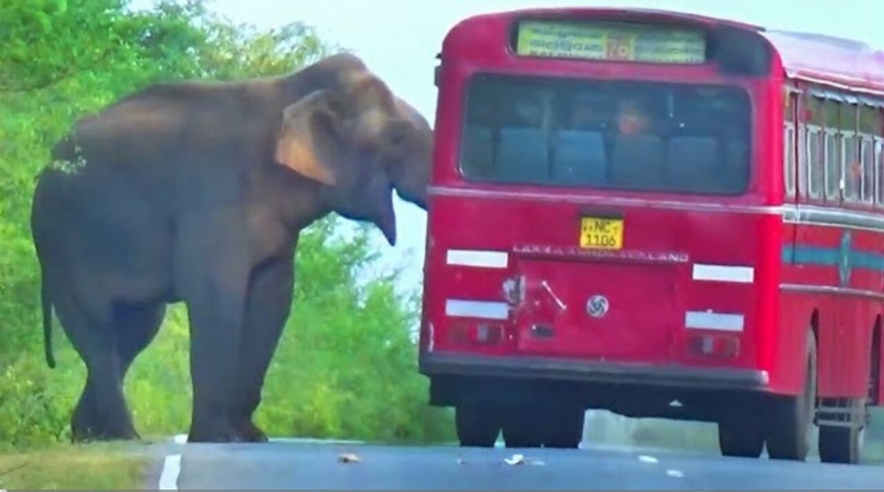 Wild Elephant Showdown: Bus Passengers in Peril