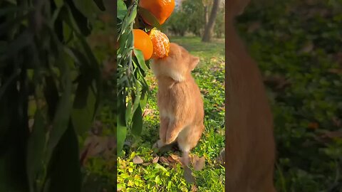 Little rabbit chirps and eats oranges. Cute pet rabbit. Cute little pastoral pet.