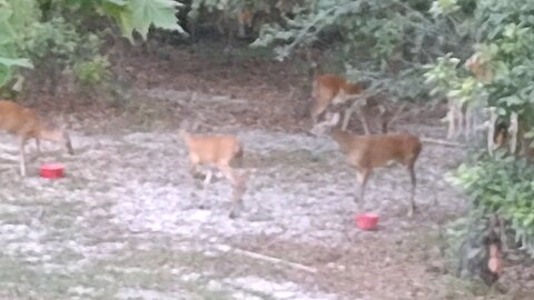 Seven head of Deer 1/4/25