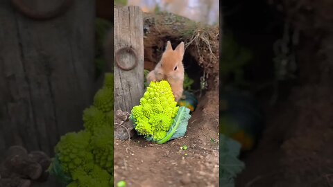 Little rabbit eats cauliflower and is cute. Rabbit is a cute little pastoral pet.