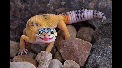 Leopard Gecko