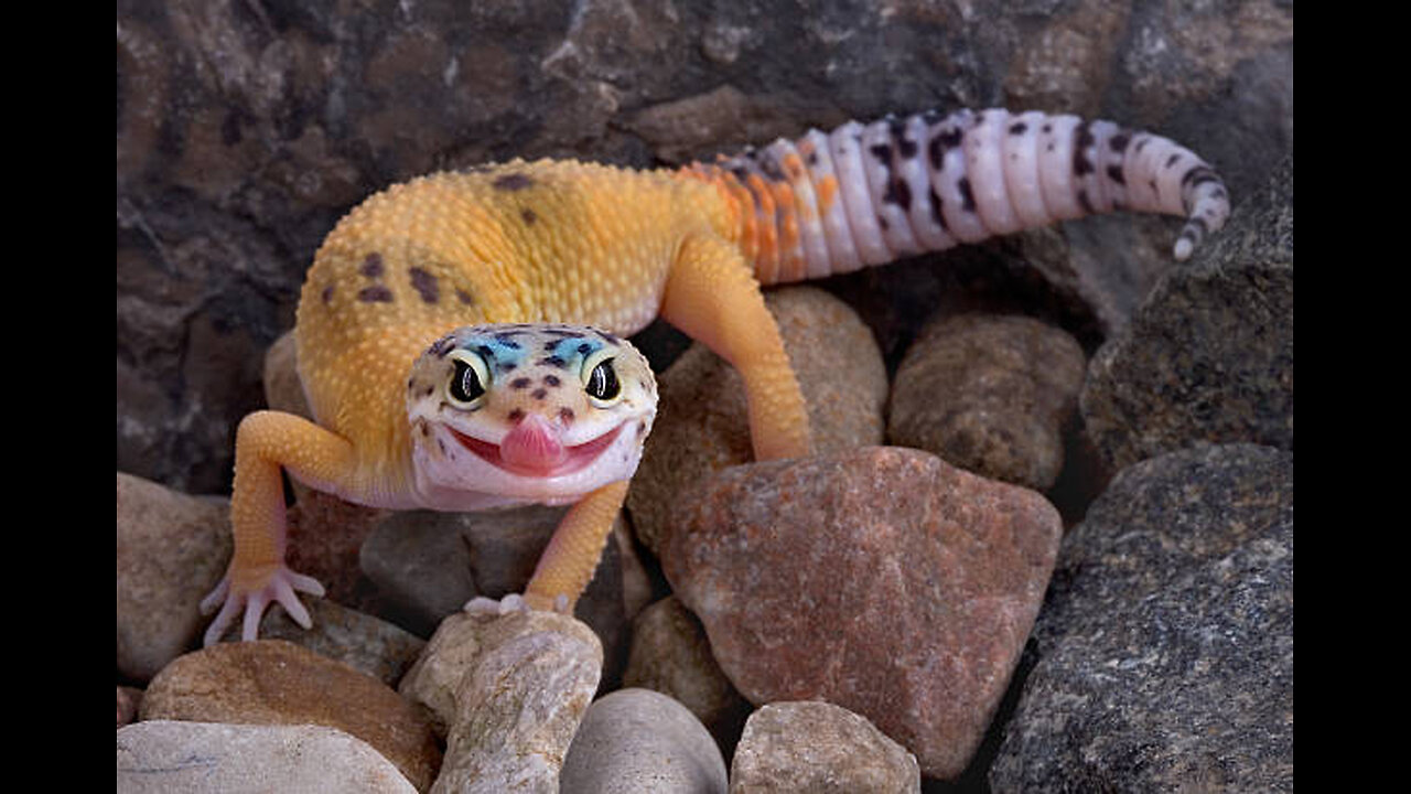 Leopard Gecko