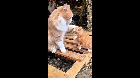 Beautiful cat