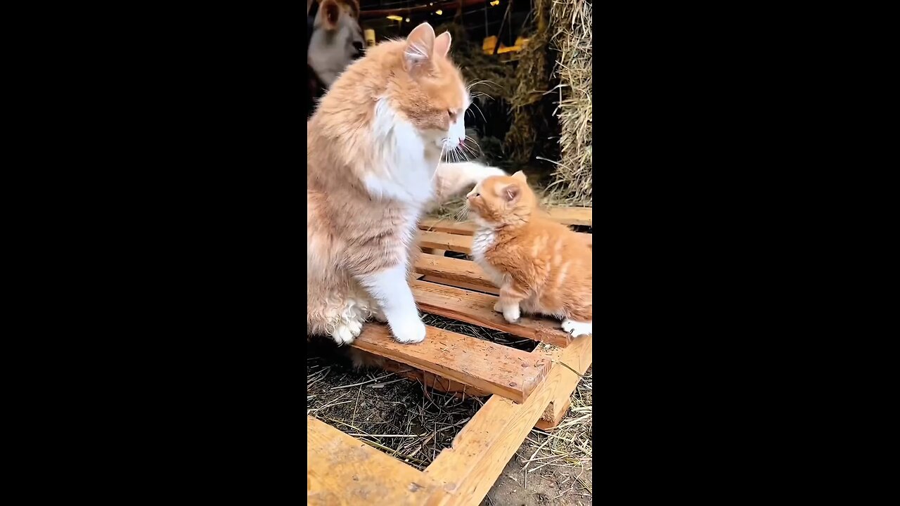 Beautiful cat