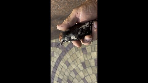 Woodpecker