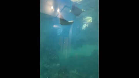 Sting rays at the Clearwater Marine Aquarium