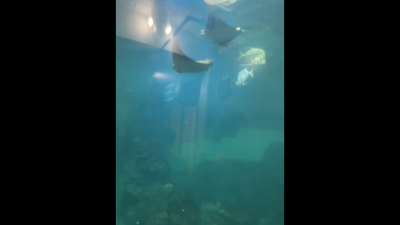 Sting rays at the Clearwater Marine Aquarium