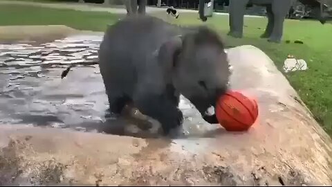 play in pool elephant