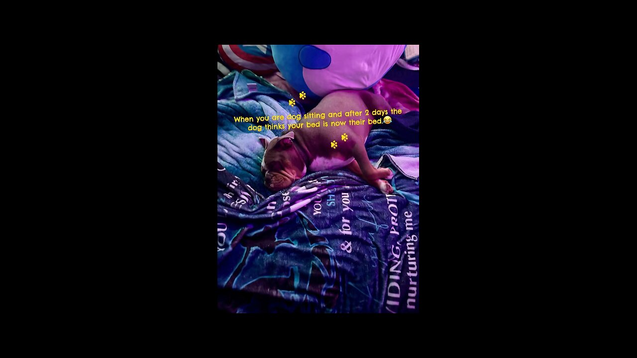 Dog sitting problems