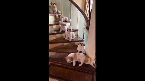 हैप्पी फैमिली