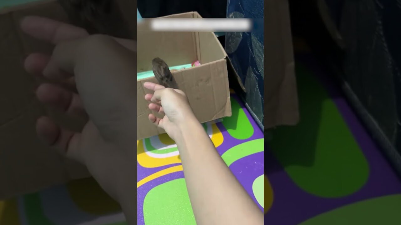 The kitten became the best friend for the bird