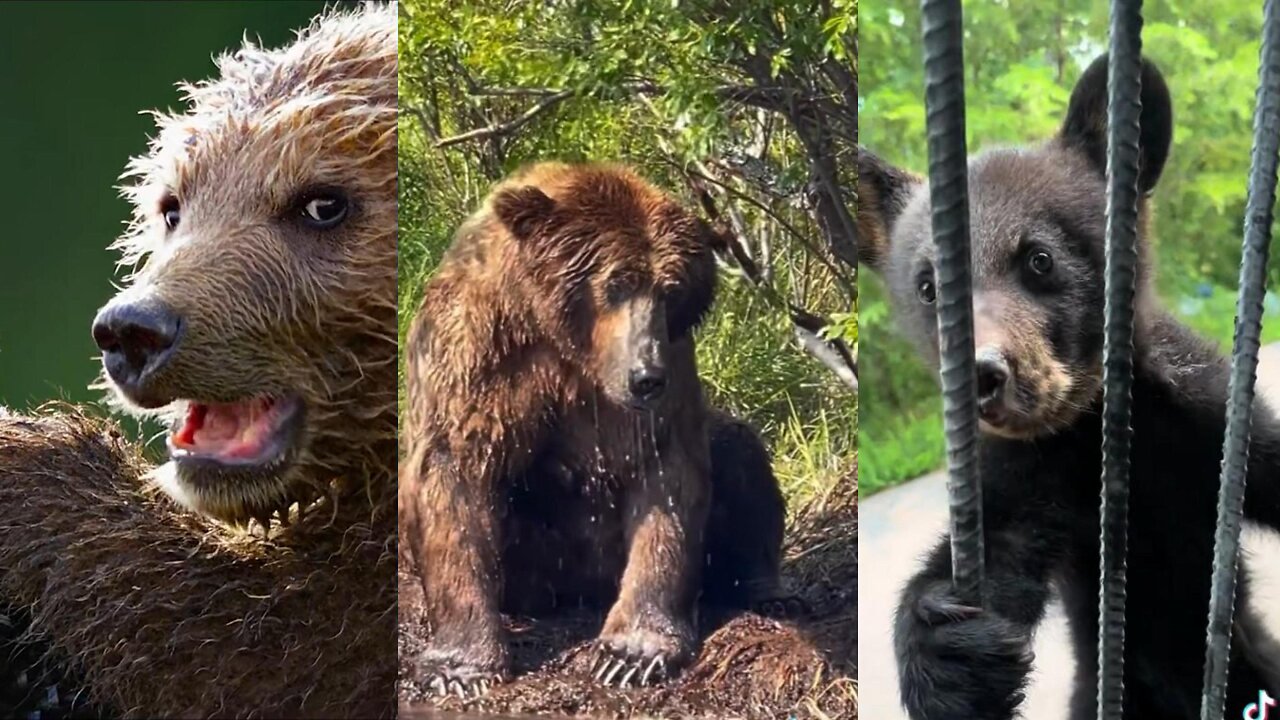 Bears Compilation