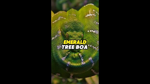 Emerald Boas
