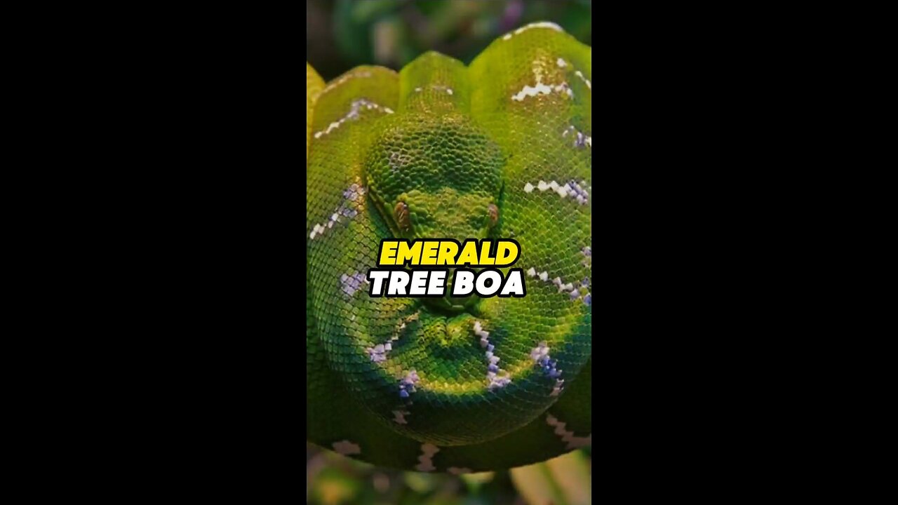 Emerald Boas