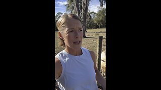 Operation Valentine’s Day (goat breeding) is underway