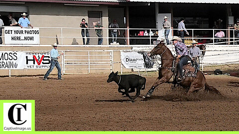 Tie-down Roping Round 1 Part 1🐂 2024 Spicer Gripp Memorial Roping