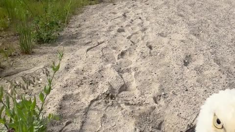 Making Friends With an Eagle