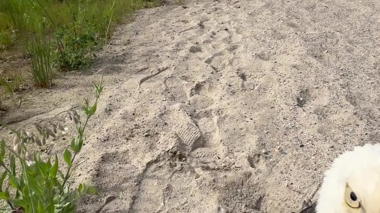 Making Friends With an Eagle