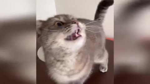 10 Minutes of Pure Serotonin: Cute & Funny Animals ❤️