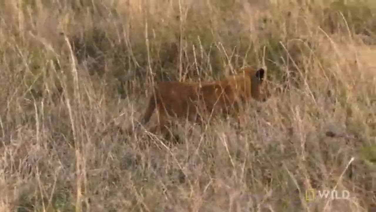 Lion mother keeps cubs safe from predator