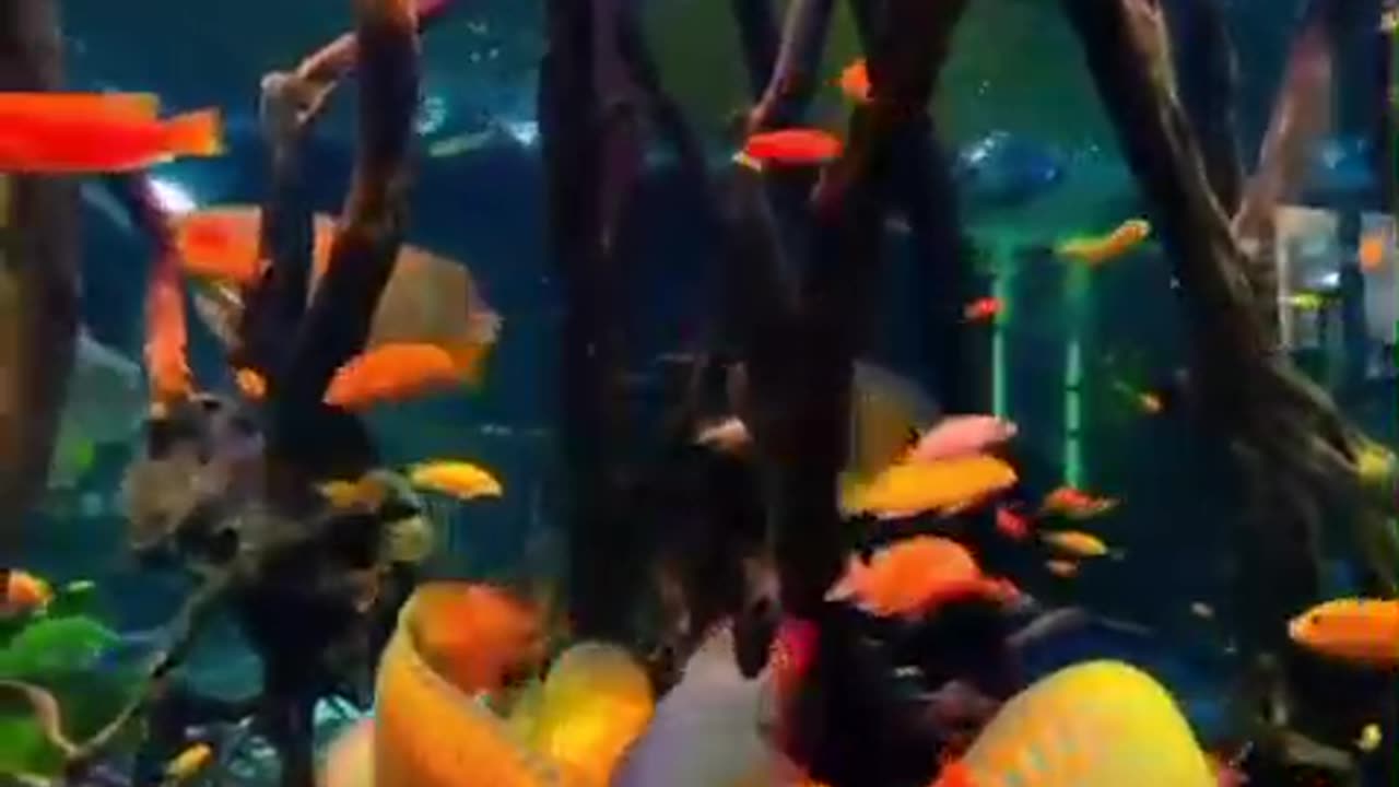 fish tanka