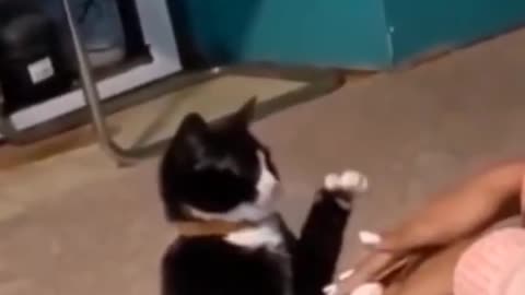 funny animals viral