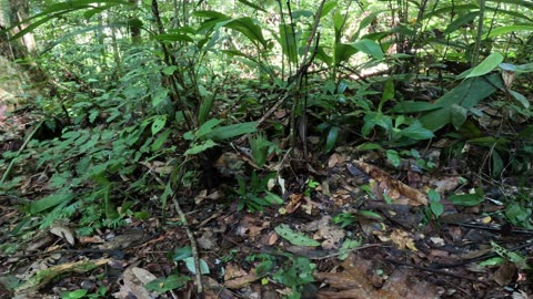 whats app in the jungle