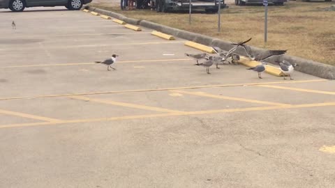 Shocked, the birds are fighting in groups.