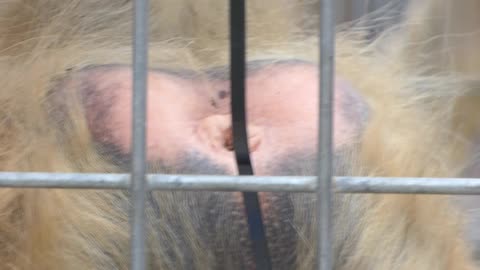 Close up of heart shaped Mowgli butt...some may wish to avert their eyes...