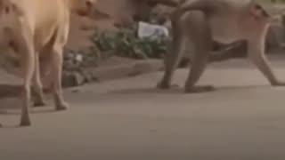 😂 You Won't Believe This Dog's Butt Sniffing Skills! | FunFM