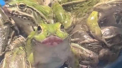 👑🐸 The Frog Prince is Waiting for Your Kiss...!! | FunFM