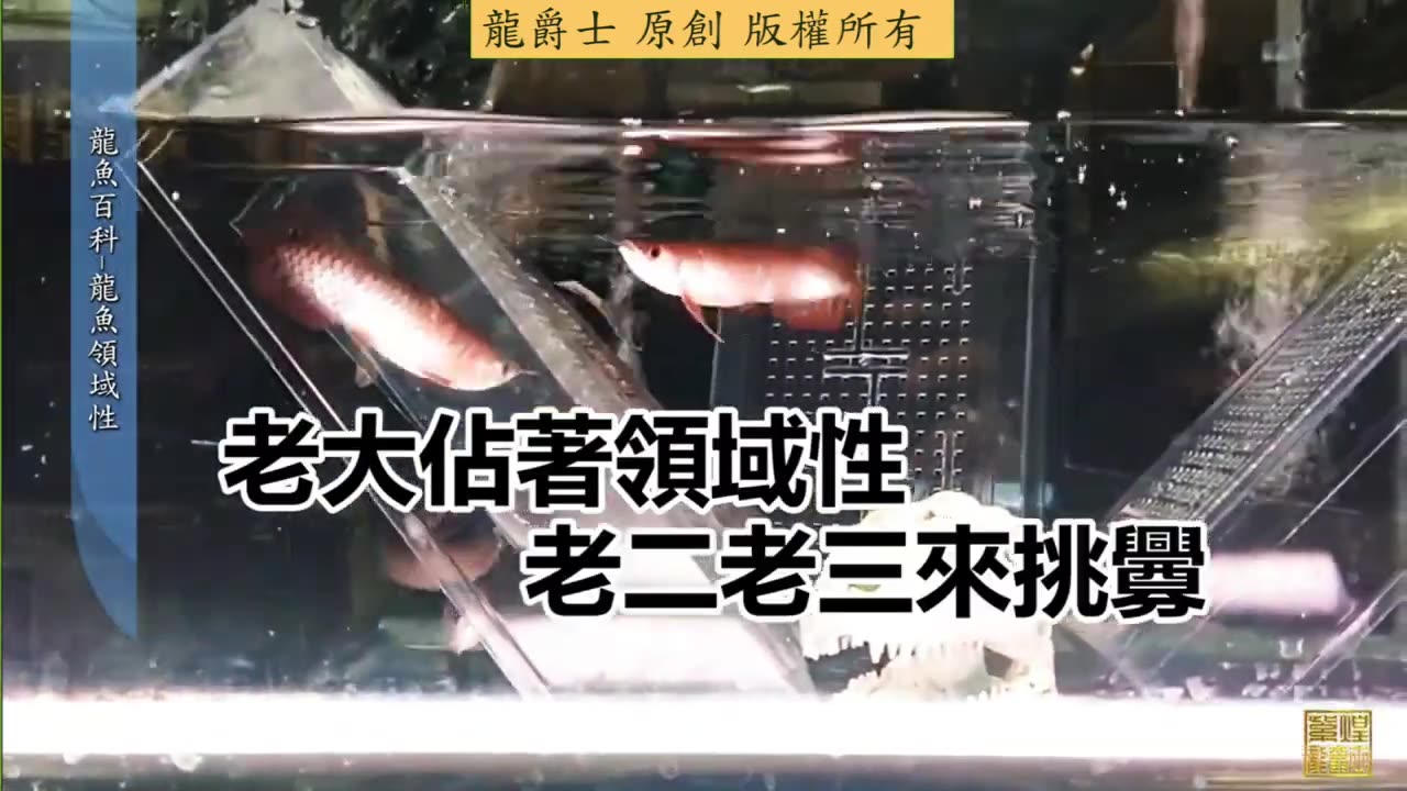 【龍爵士】龍魚百科 領域性