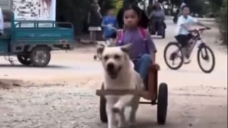 Dog picks up a little girl from school every day with a car made by het father.. 😊