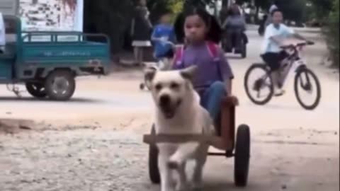 Dog picks up a little girl from school every day with a car made by het father.. 😊