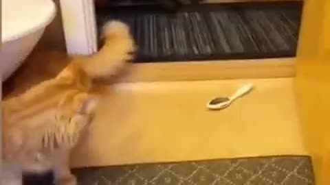 cats funny movement