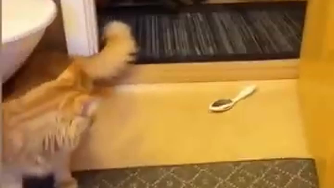 cats funny movement