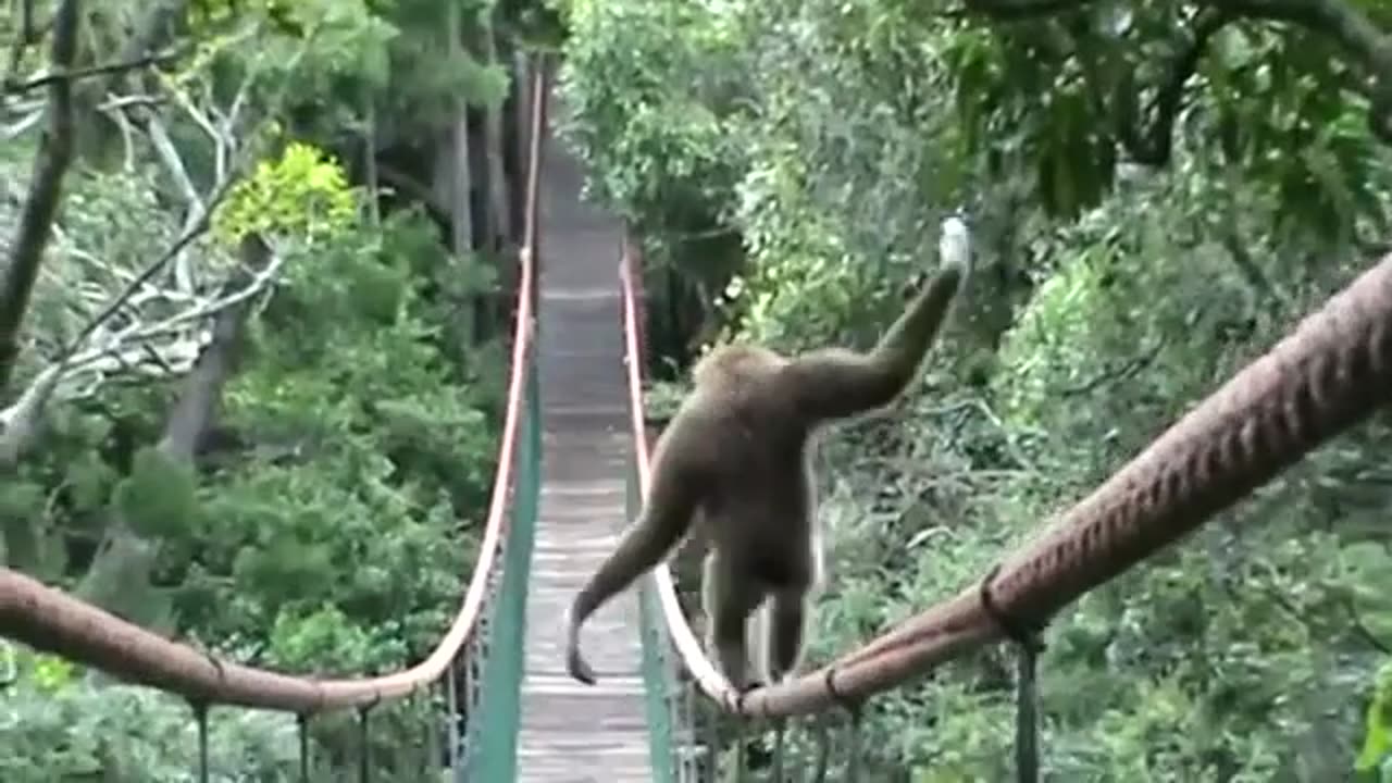Monkeyland Bridge