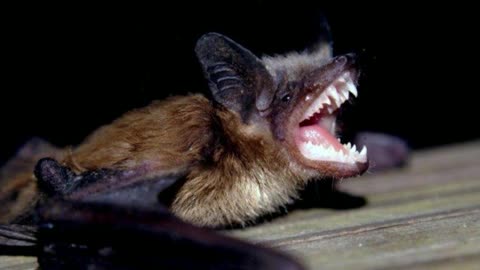 Bat tests positive for rabies in Mississauga