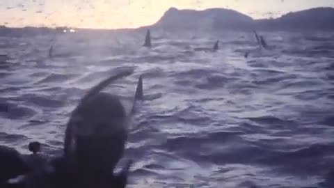 🤯🐳 Witness This Massive Orca Gathering! | FeedMyCuriosity