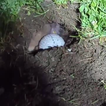 Real life Caddyshack.. 😂