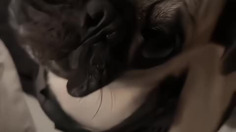 Pets vs. Farts! 😂🐶🐱 Hilarious Reactions You HAVE to See!!