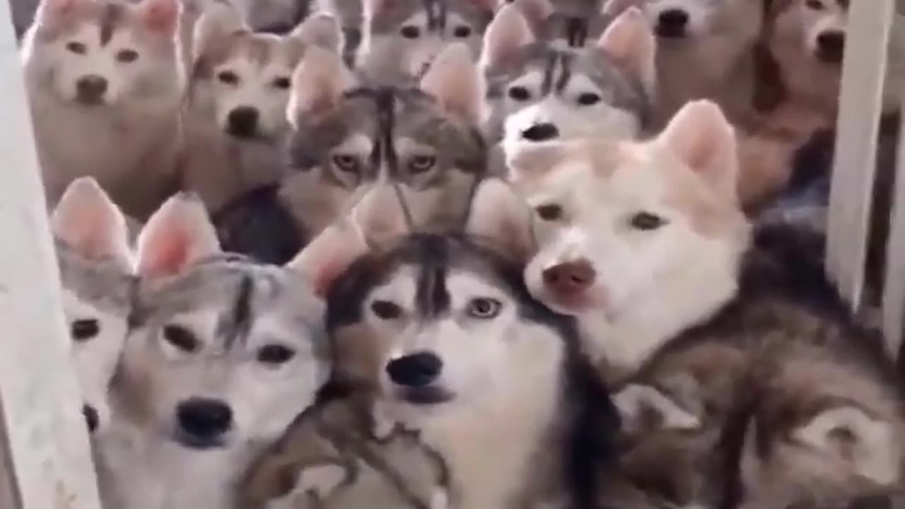 Interesting animals