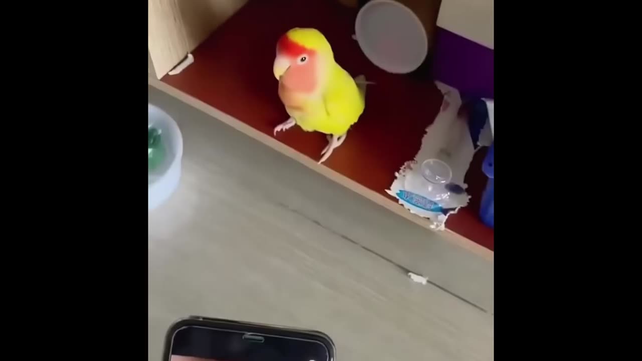 Parrot Logic Mind-Boggling Moments #parrot #pets #funny #animals