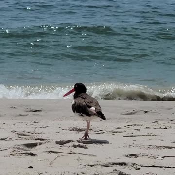Oystercatcher on the beach
